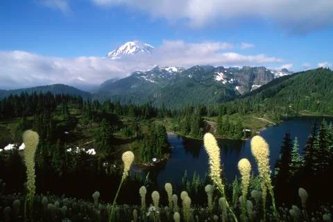 Mount Rainier View Bear Grass  Stock Photos