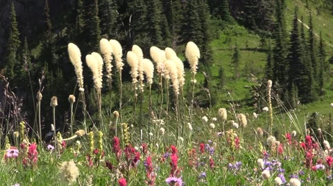 Mount Rainier Wild Flowers Vídeos de archivo 41022596