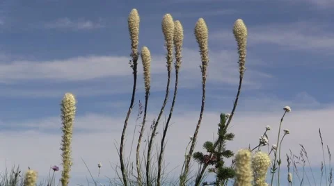 Mount Rainier Wild Flowers in Wind Vídeo Stock 41022593