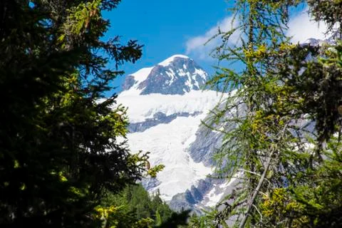 Mount Rosa view through a forest Фото