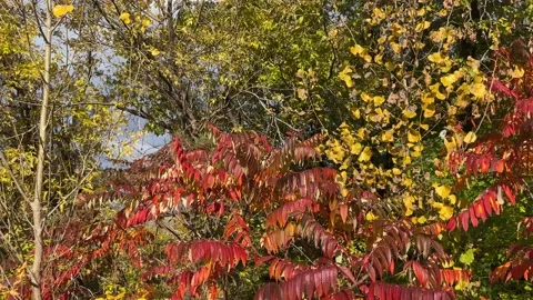 Mount Royal Fall Colours Stock Footage 219418438