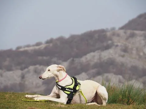 Mount Saibi Stock Photos
