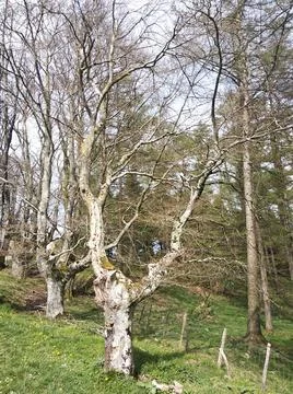 Mount Saibi Stock Photos