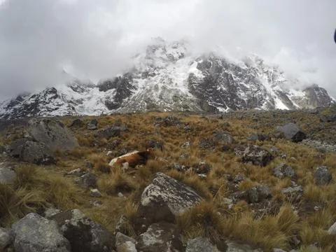 Mount Salkantay Stock Photos