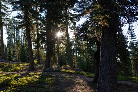Mount Shasta Stock Photos
