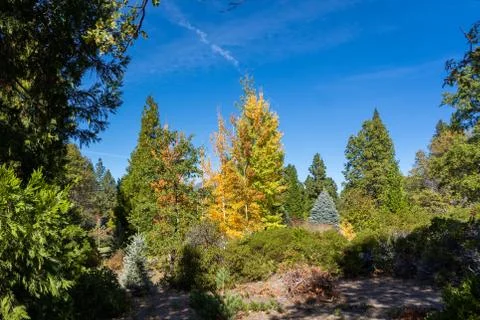 Mount Shasta Stock Photos