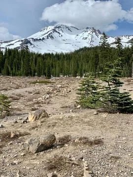 Mount Shasta with pine forest Stock Photos