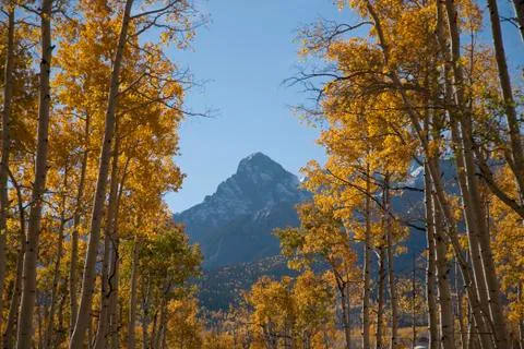 Mount Snaffle and Aspens changing color, Hastings Mesa, near Ridgeway, CO. Stock Photos