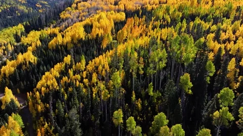 Mount Sneffels Fall Colors 07 | Aspen Trees | Wilderness Area | 4K Drone Footage Stock Footage 293244978