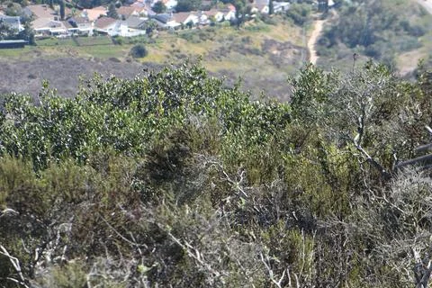 Mount Soledad breathtaking panoramic views from all directions Stock Photos