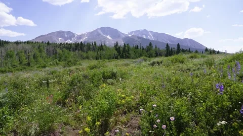 Mount Sopris Flowers | Elk Range | Carbondale Colorado | Peak | 4K Footage Stock Footage 293635119