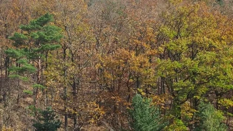Mount Sorak falling Leaves Stock Footage 157155071