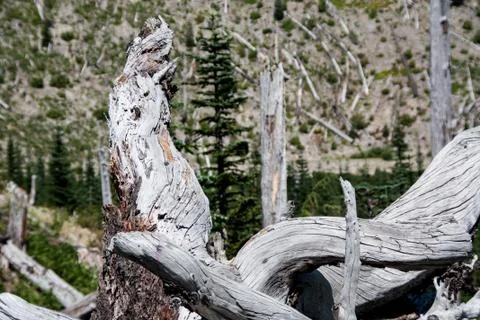 Mount St. Helen's blasted tree laying on side Stock Photos
