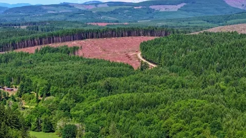 Mount St. Helens Foothills Forest Hyperlapse Video stock 343237538