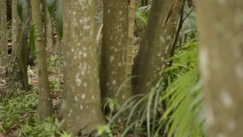 Mount Tamborine Botanic Gardens Stock Footage 288541115