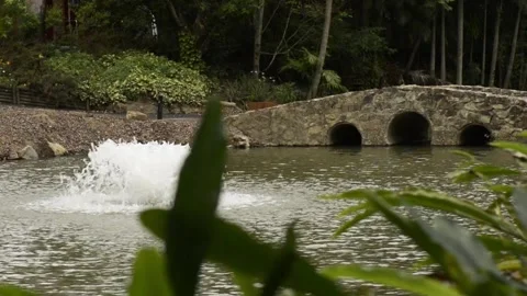 Mount Tamborine Botanic Gardens Stock Footage 288542314