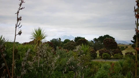 Mount Taranaki Native Bush Stock Footage 88345140