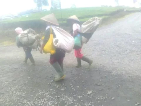 Mount Tea 스톡 사진