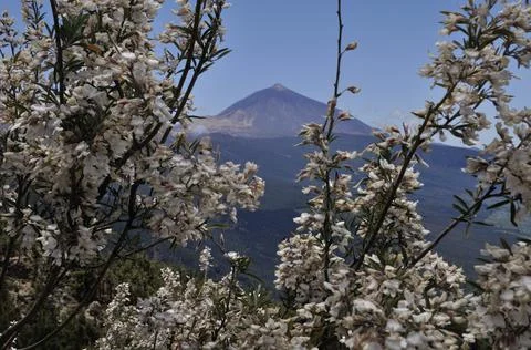Mount Teide and the heather in bloom next to the blue sky Stock Photos