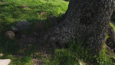 Mount Tuscolo Vidéo 154503236