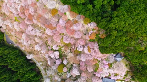 Mount Yoshino cherry blossoms in full bloom with a temple, forest, Nara, Japan Video stock 337098620