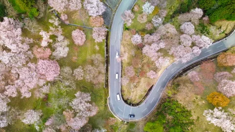 Mount Yoshino cherry blossoms in full bloom along mountain road, Nara Japan 스톡 동영상 337098780