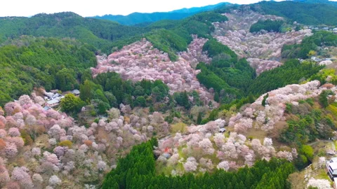Mount Yoshino cherry blossoms at full bloom, aerial pull-away, Nara, Japanv 스톡 동영상 337099513