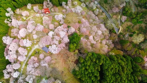 Mount Yoshino cherry blossoms in full bloom over forested hills, Nara Japan 스톡 동영상 337099536