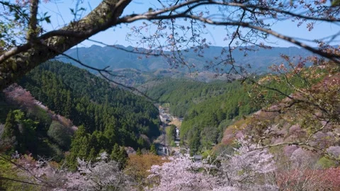 Mount Yoshino Valley in Spring, Sakura Blooming Through Mountains Stock Footage 340780192