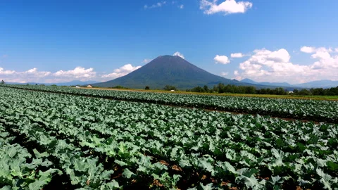 Mount Yotei and the Broccoli Fields Video stock 332229731