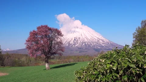 Mount Yotei and the Cherry Blossoms of Moyou Hill Stock Footage 332284474