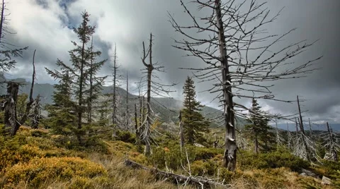 Mountain 4K timelapse with trees Video stock 67896870