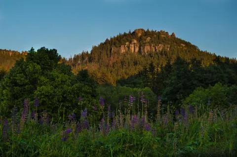 Mountain above the forest at sunset. Stock Photos