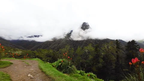 Mountain Above Forested Slopes with Orange Flowers in the Foreground Stock Footage 346206949