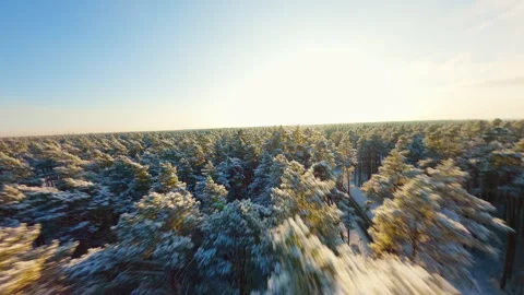 Mountain aerial capturing pine forest blanketed in snow, speeding through golden Stock Footage 306384415