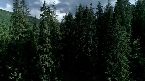 Mountain aerial scenery with dramatic clouds and tall spruce trees Vertical pan Stock Footage 97216603