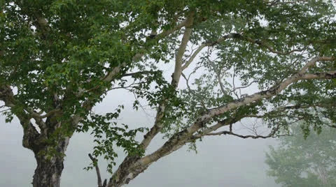 Mountain after the rain Stock Footage 25012875