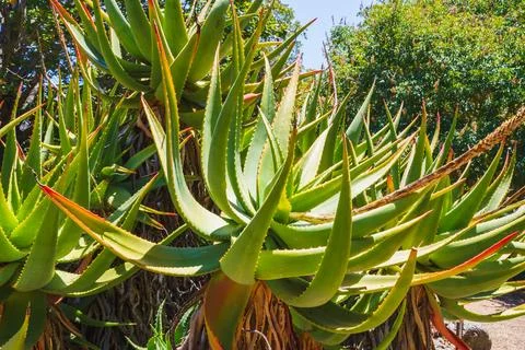 Mountain Aloe (Aloe marlothii) close-up in the garden. Mountain Aloe is a l.. Stock-Fotos