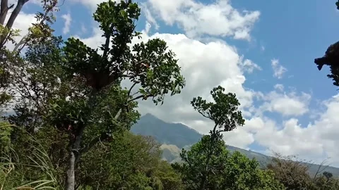 Mountain and forest Stock Footage 283544018