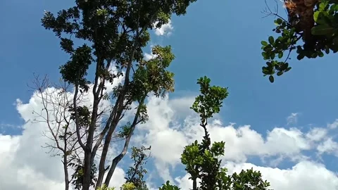 Mountain and forest Stock Footage 283544036