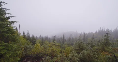 Mountain and forest  panning movement  footage Stock Footage 116783096