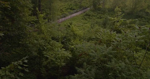 Mountain and forest  panning movement  footage Stock Footage 116792231