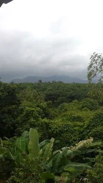 Mountain and Forest 写真素材