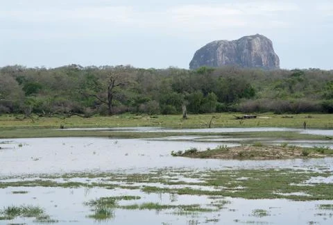 Mountain and painted storks Foto stock