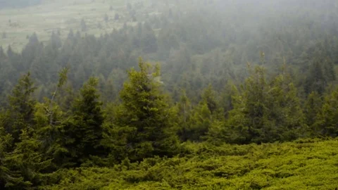 Mountain and pine tree forest covered with clouds Stock Footage 91150286