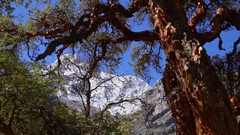 Mountain and Quenual Tree Stock Footage 73274780