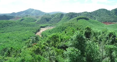 Mountain And Tree In Lam Dong Viet Nam Stock Footage 271214736