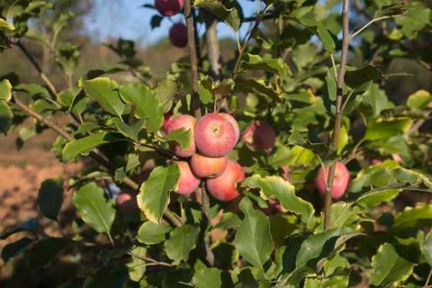 Mountain apple clump Foto stock