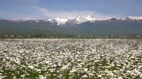 Mountain Aragats with daisy field in front, Armenia Stock Footage 68004467