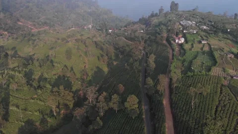 Mountain areas with tea estates Stock Footage 234523591
